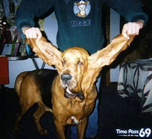 Guinness Book of Records
